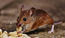 24 Hour & Emergency Exterminators in Clifton, VA
